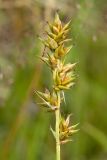 Carex spicata. Соплодие. Беларусь, Витебская обл., пос. Езерище, выкашиваемая залежь. 13.07.2015.