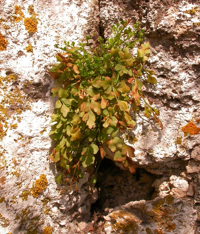 Изображение особи Asplenium ruta-muraria.