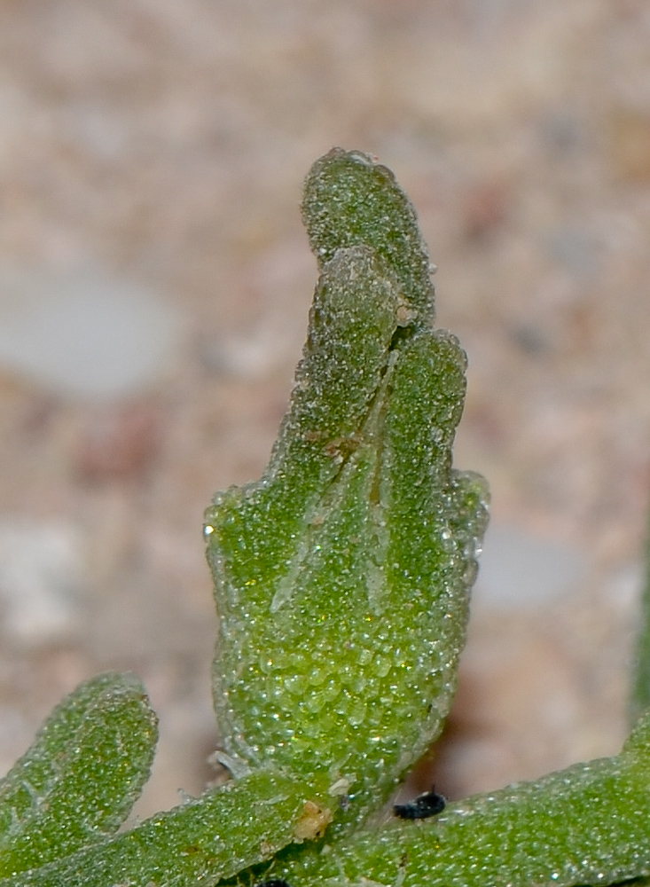 Image of Mesembryanthemum nodiflorum specimen.