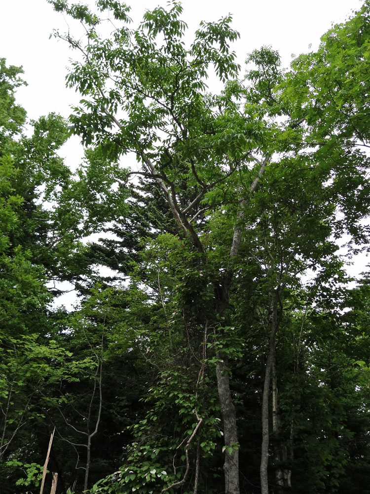 Image of Fraxinus mandshurica specimen.