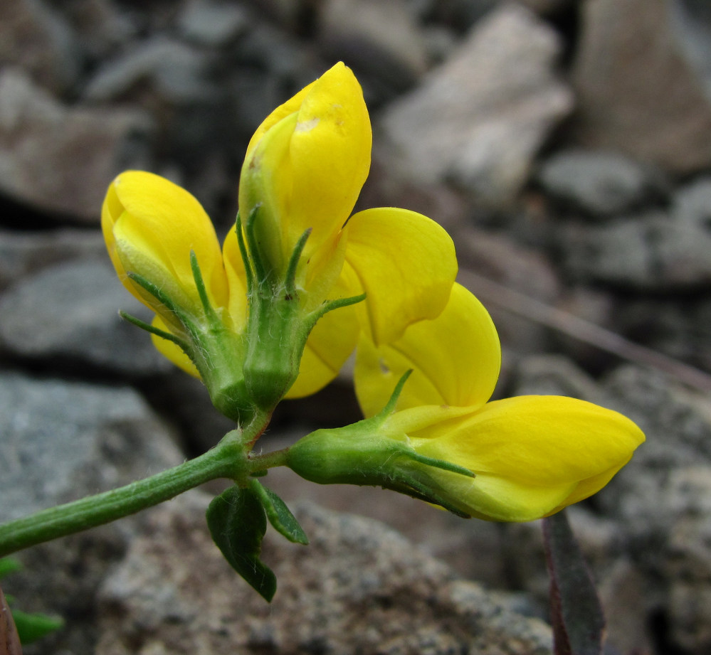 Image of Lotus caucasicus specimen.