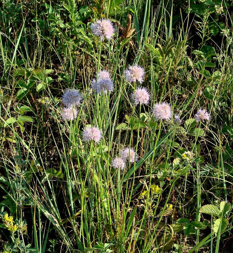 Image of Allium splendens specimen.