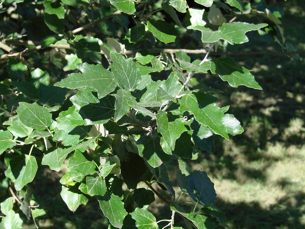 Изображение особи Populus alba.