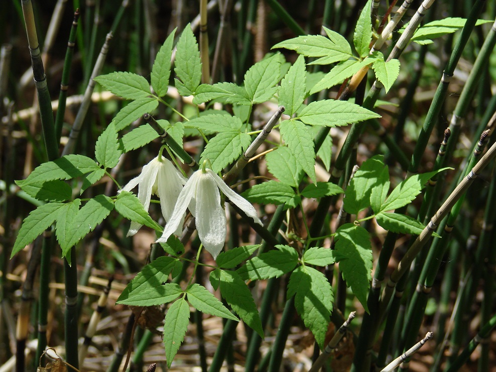 Image of Atragene sibirica specimen.