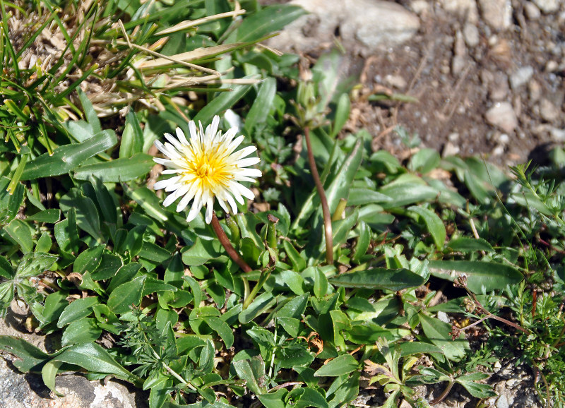 Image of Taraxacum stevenii specimen.