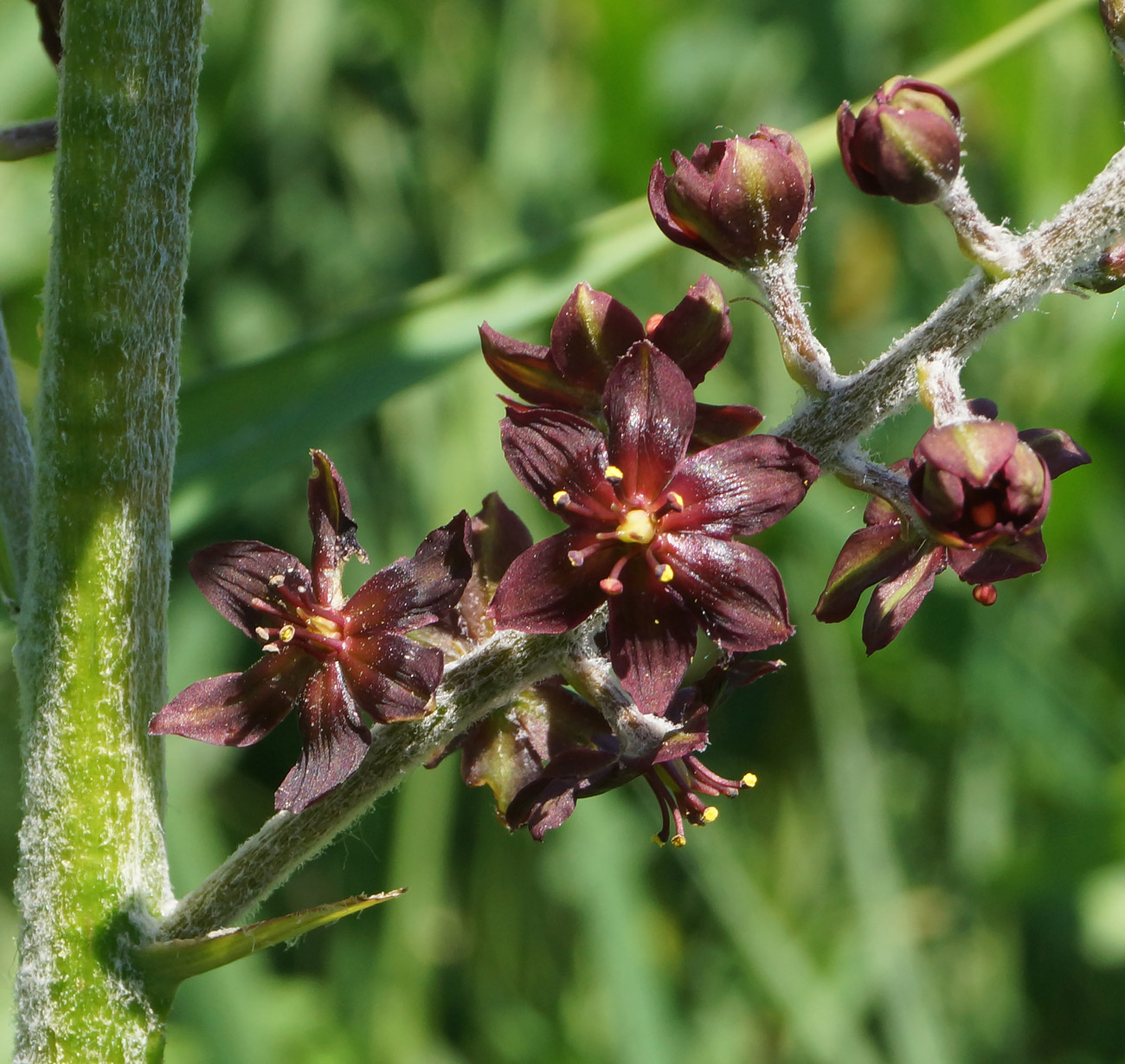 Изображение особи Veratrum nigrum.