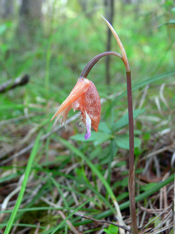 Изображение особи Calypso bulbosa.