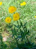 Trollius sibiricus