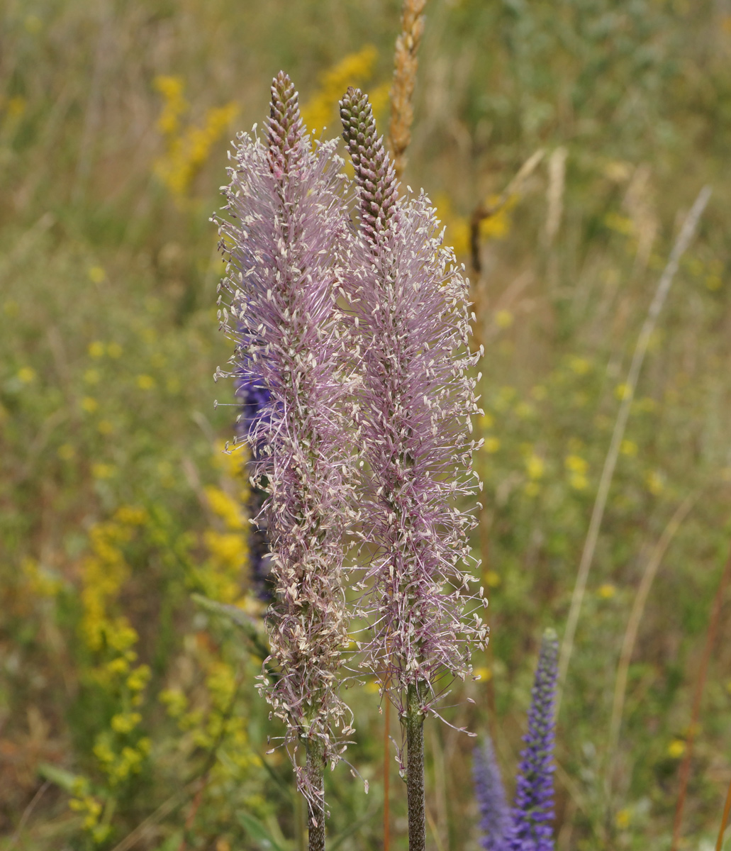 Image of Plantago urvillei specimen.