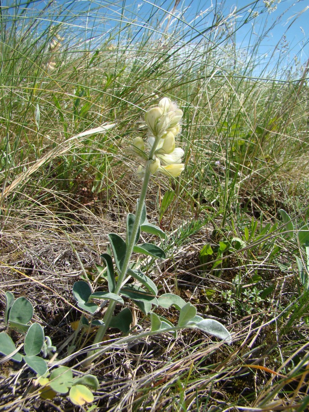 Изображение особи Hedysarum grandiflorum.