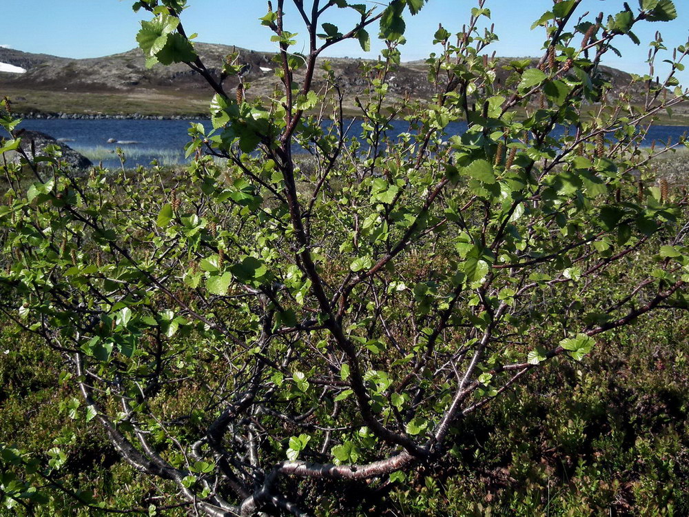 Image of Betula &times; kusmisscheffii specimen.