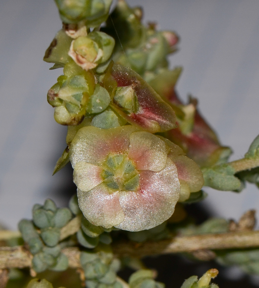 Image of Salsola vermiculata specimen.