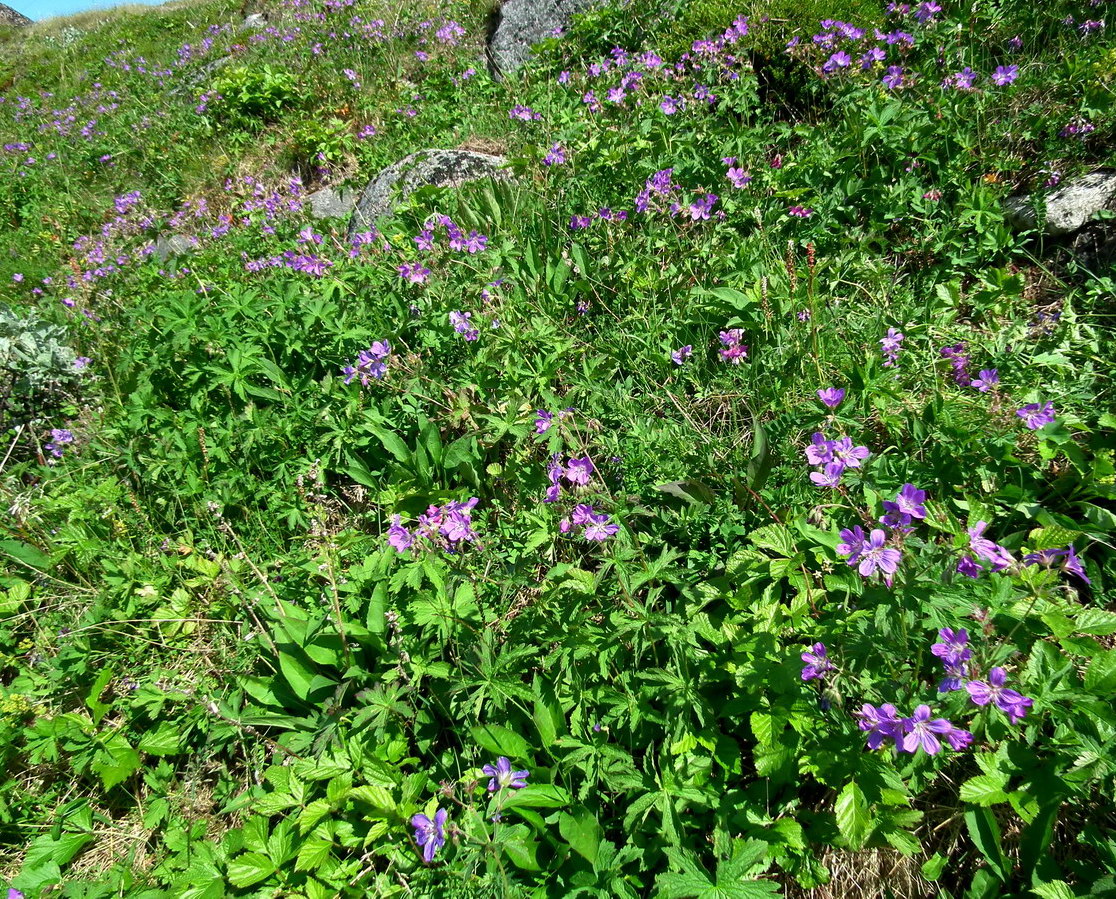 Image of Geranium sylvaticum specimen.