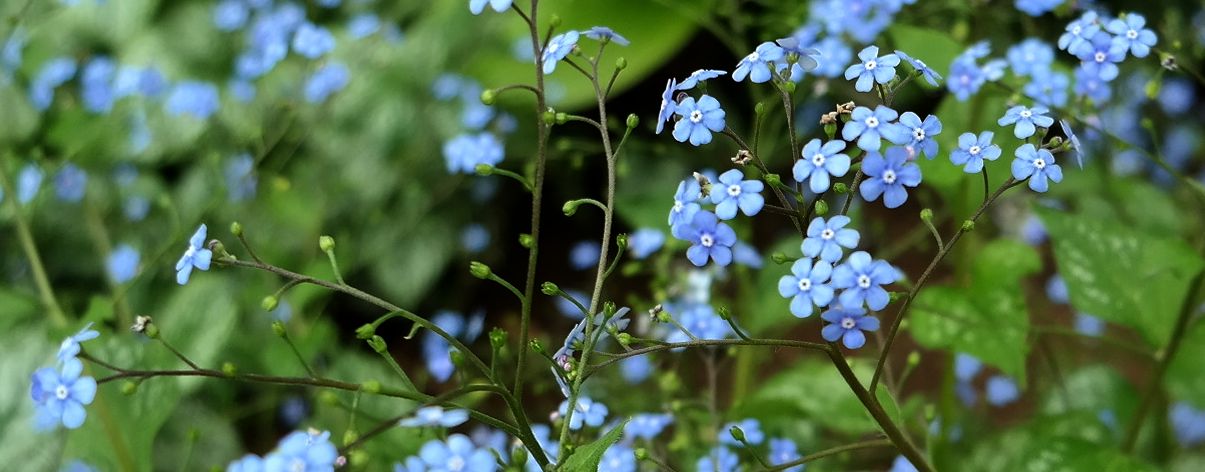 Image of Brunnera macrophylla specimen.