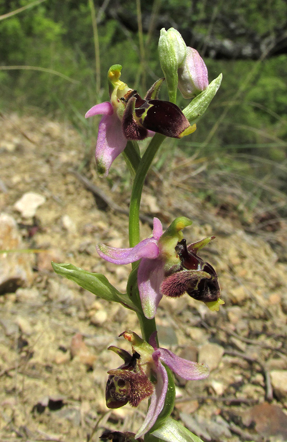 Image of Ophrys oestrifera specimen.