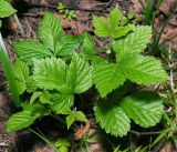 Rubus saxatilis. Молодое растение. Московская обл., Раменский р-н, окр. ж.-д. платформы Хрипань, смешанный лес у ЛЭП. 18.05.2016.