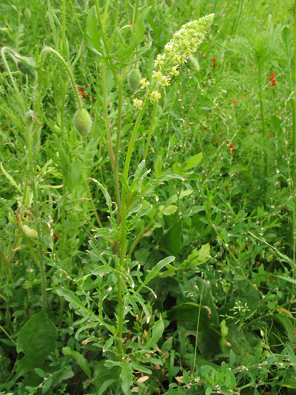 Image of Reseda lutea specimen.