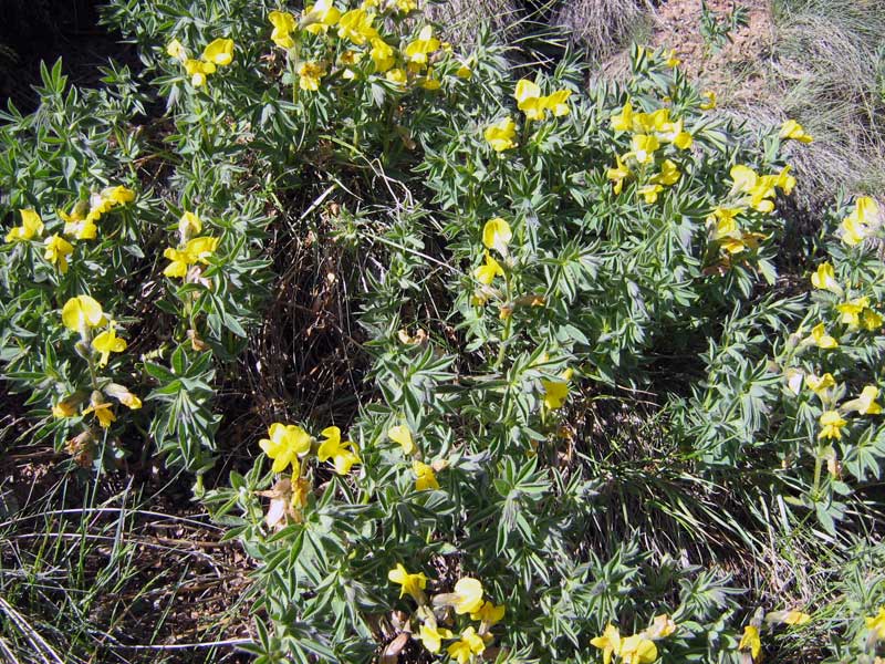 Image of Thermopsis alpina specimen.