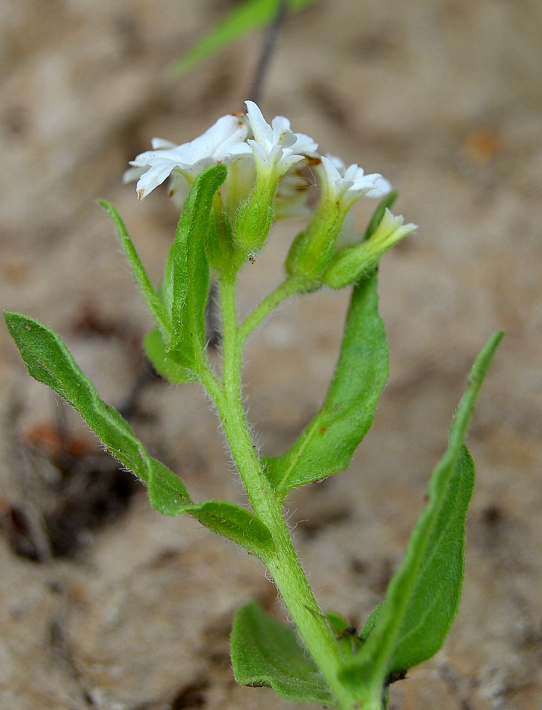 Image of Argusia sibirica specimen.