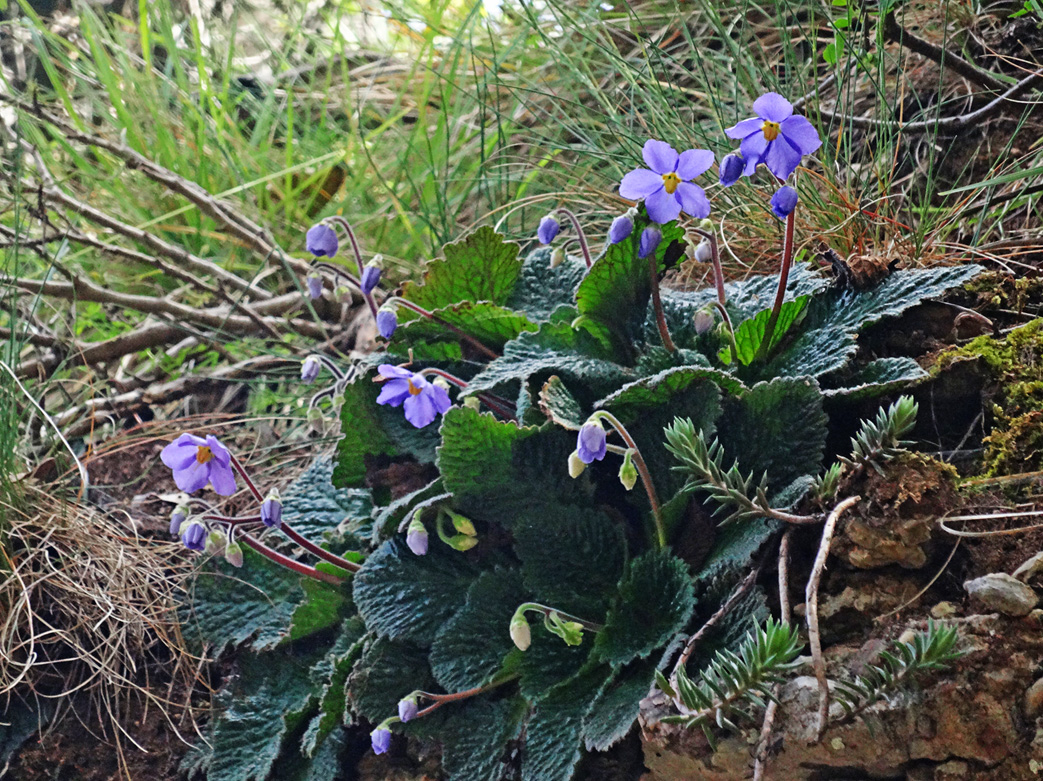 Image of Ramonda myconi specimen.