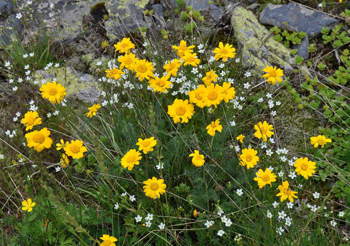 Image of Anthemis sosnovskyana specimen.