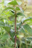 Filipendula ulmaria