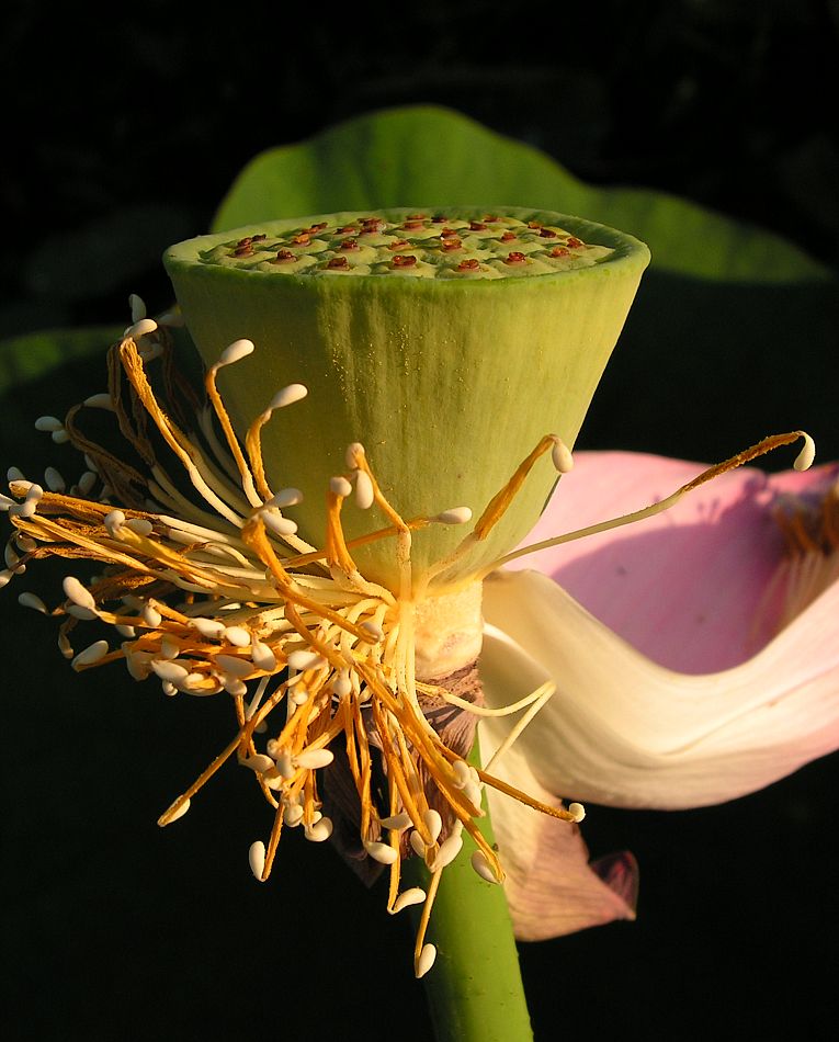 Image of Nelumbo komarovii specimen.