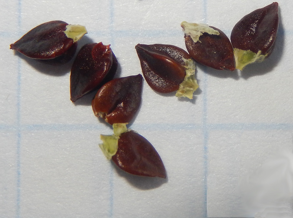 Image of Polygonum euxinum specimen.