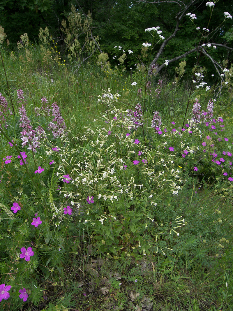 Image of Silene italica specimen.