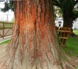 Sequoiadendron giganteum. Нижняя часть ствола. Франция, Верхняя Савойя, г. Анси, Парк Европы, в культуре. 28.07.2014.