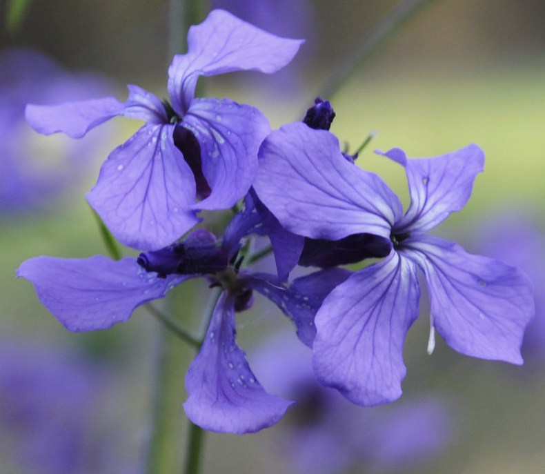 Image of Lunaria annua specimen.