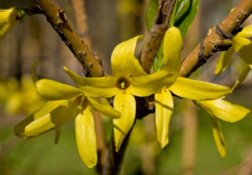 Image of genus Forsythia specimen.