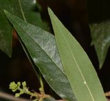 Bontia daphnoides