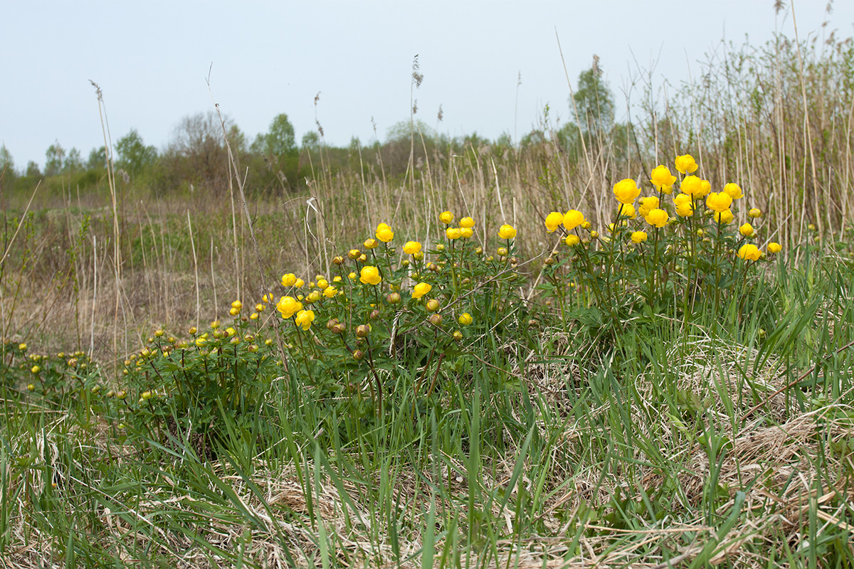 Image of Trollius europaeus specimen.