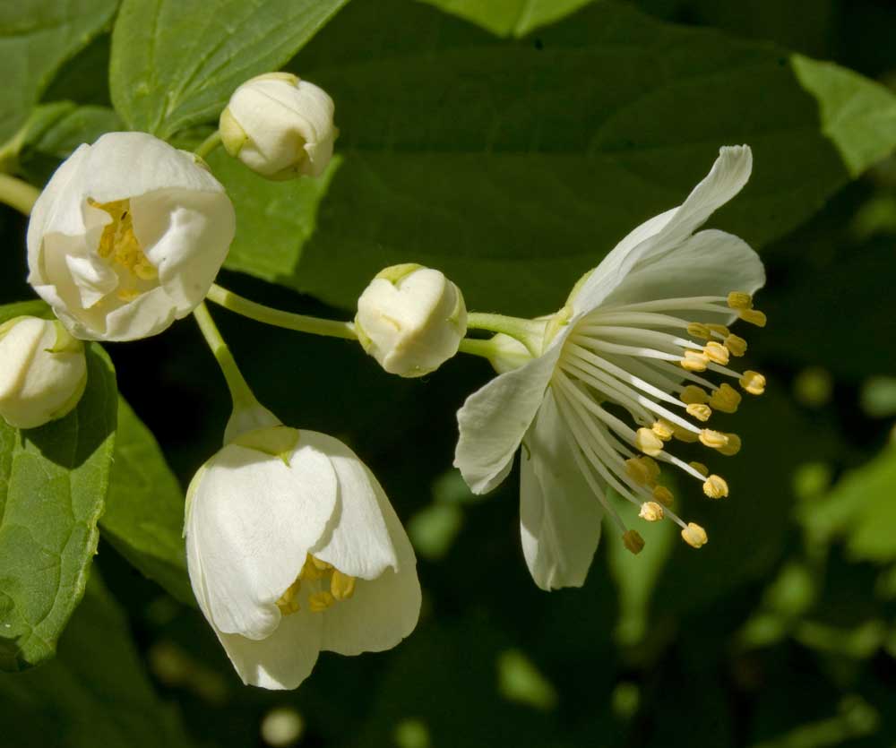 Изображение особи Philadelphus coronarius.