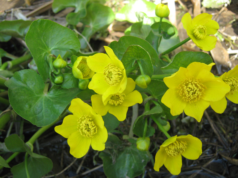 Image of Caltha palustris specimen.