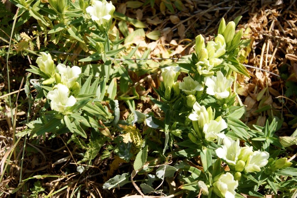 Image of Gentiana gelida specimen.