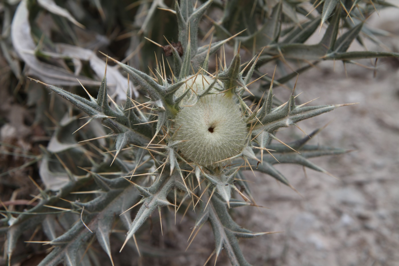 Image of Cirsium turkestanicum specimen.