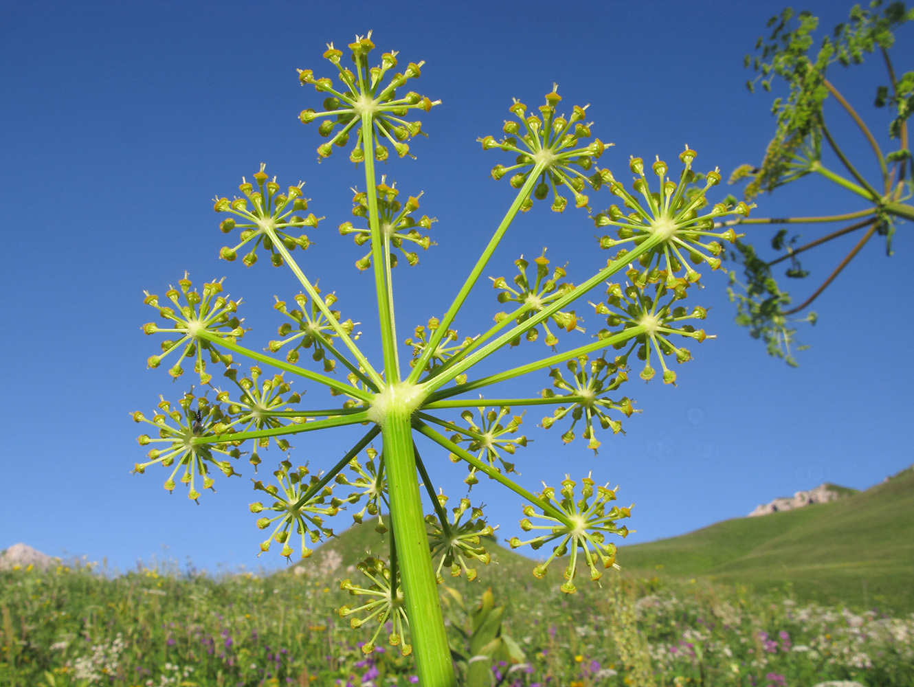 Image of Angelica tatianae specimen.