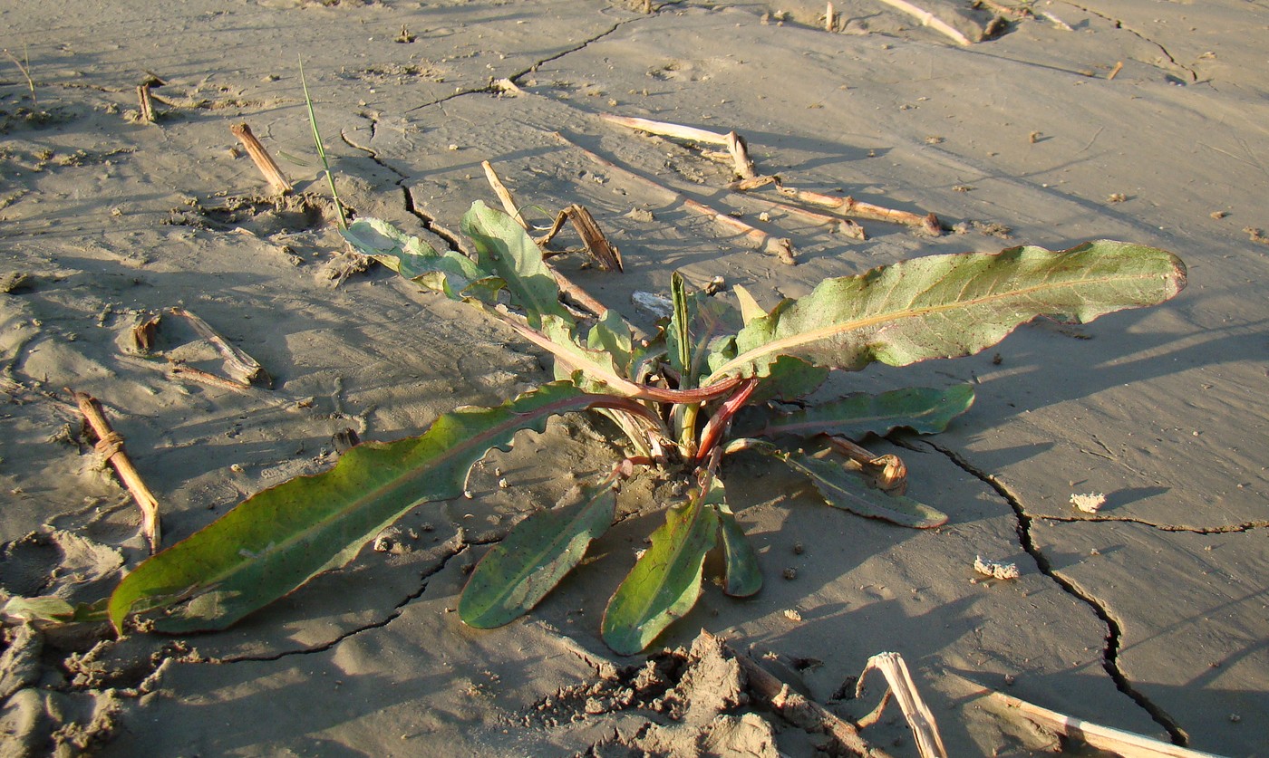 Image of genus Rumex specimen.