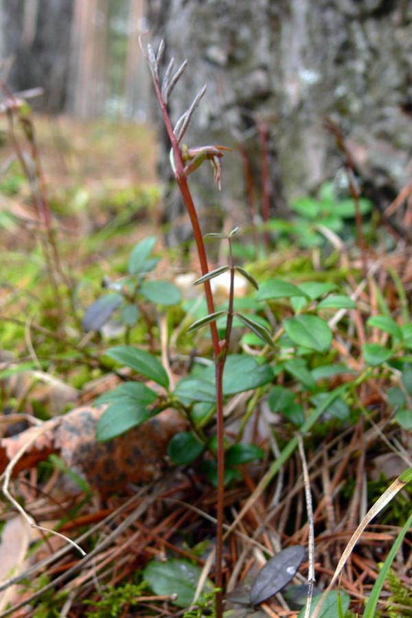 Image of Lathyrus humilis specimen.