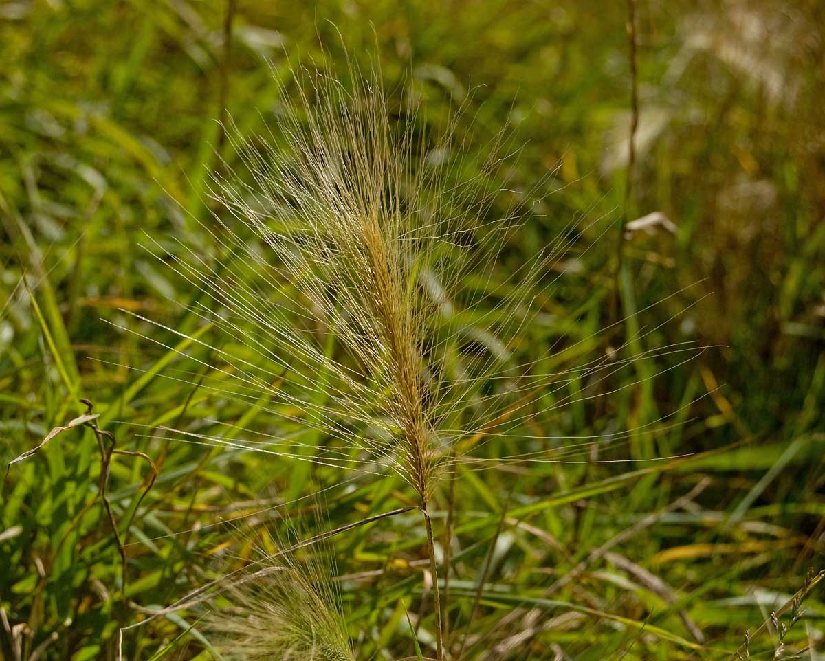 Image of Hordeum jubatum specimen.