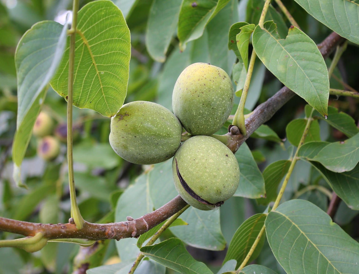 Image of Juglans regia specimen.