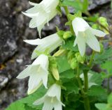 Смотреть изображение Campanula dolomitica