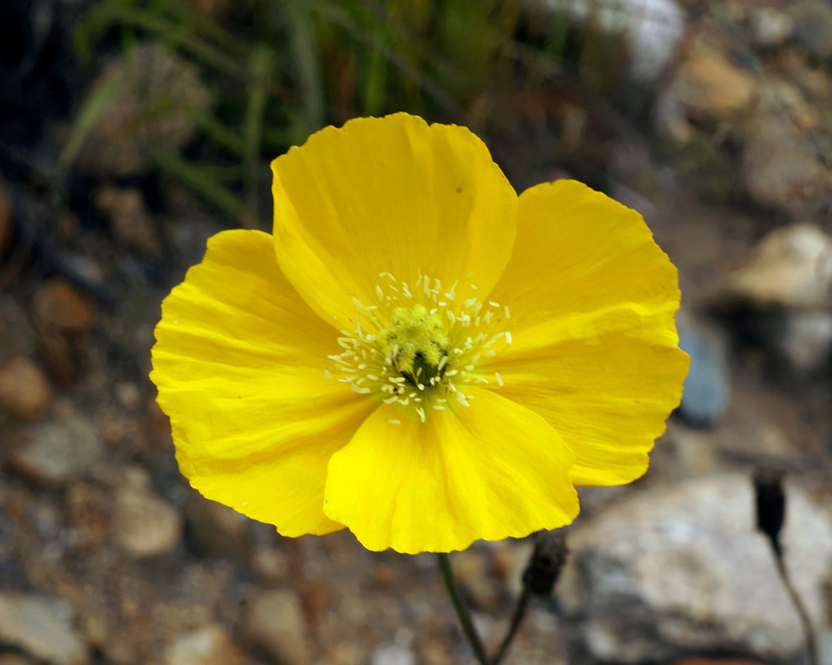 Image of genus Papaver specimen.