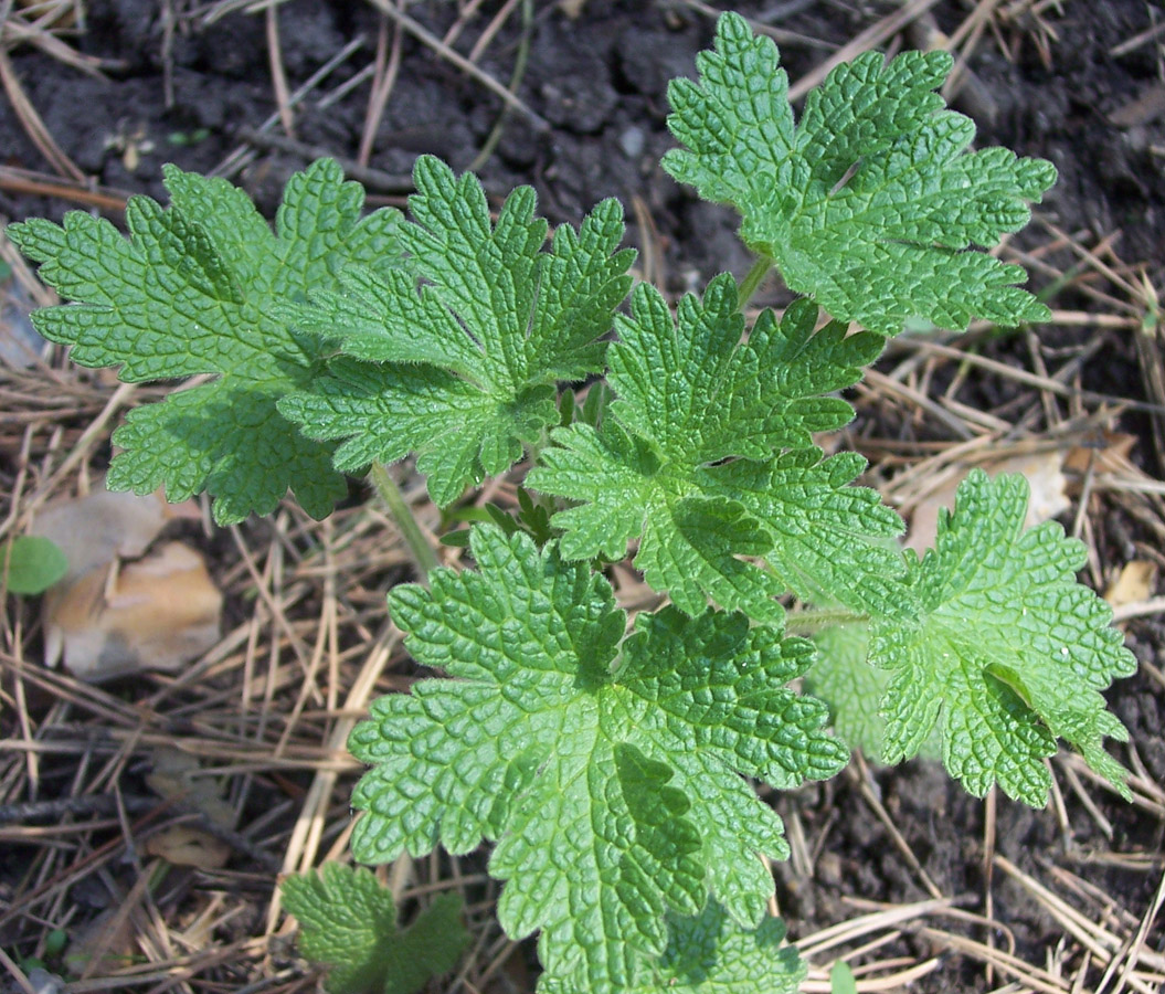 Image of Leonurus quinquelobatus specimen.