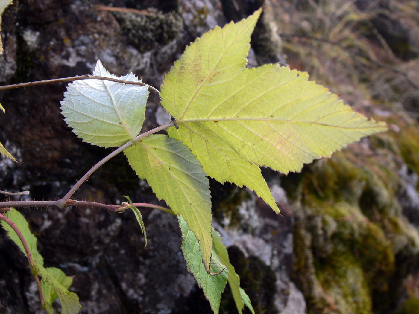 Изображение особи Rubus matsumuranus.