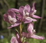 Corydalis caucasica. Цветки. Краснодарский край, м/о г. Новороссийск, гора Рябкова, поляна в дубово-буковом лесу. 01.04.2018.