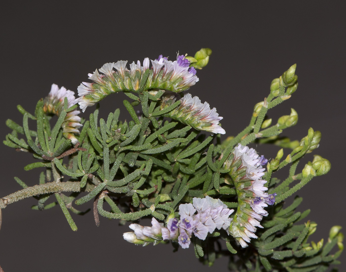 Изображение особи Limonium papillatum.