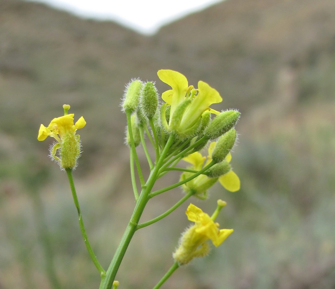 Image of familia Brassicaceae specimen.